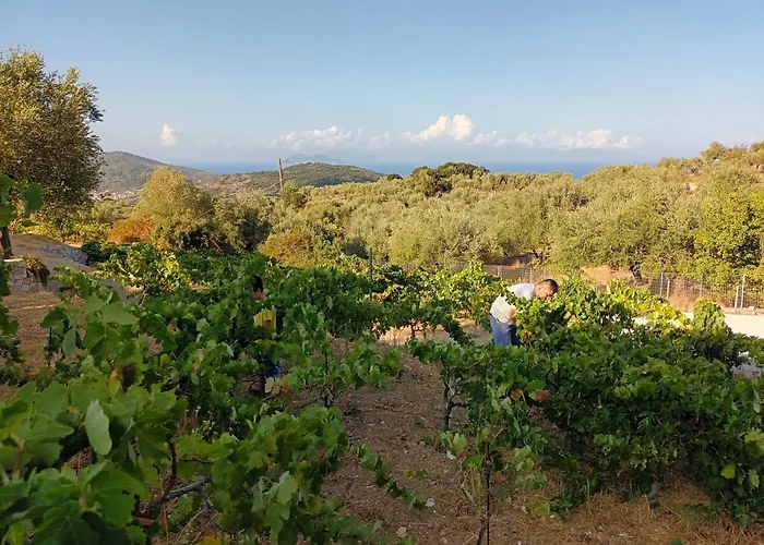 Οίνου Γη Ιθάκη - Winelandithaca