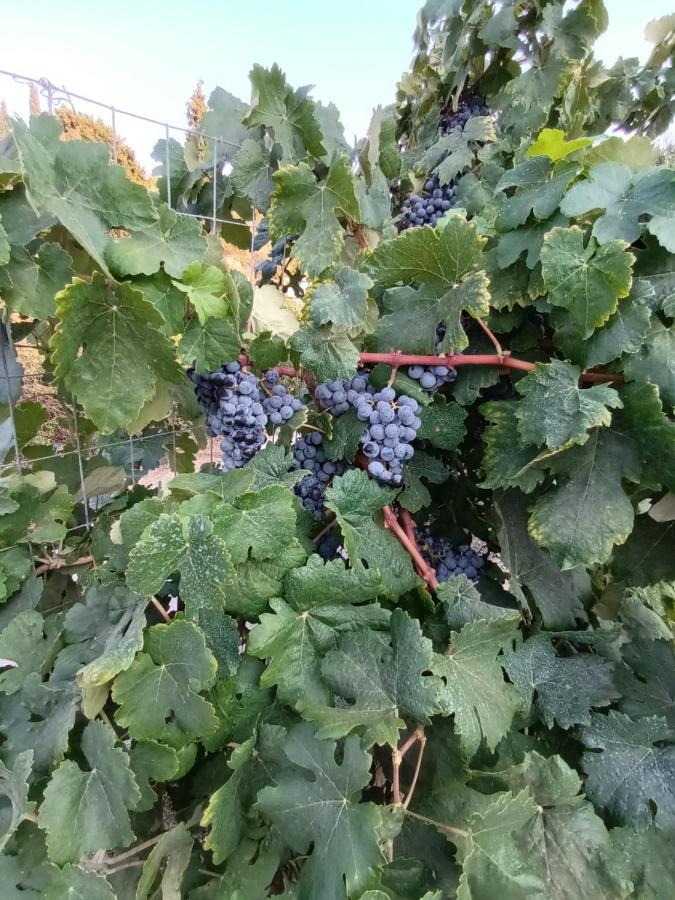 οίνου γη ιθάκη - Winelandithaca Prázdninový dům Perachori