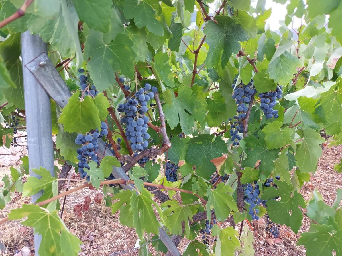 Prázdninový dům οίνου γη ιθάκη - Winelandithaca Perachori