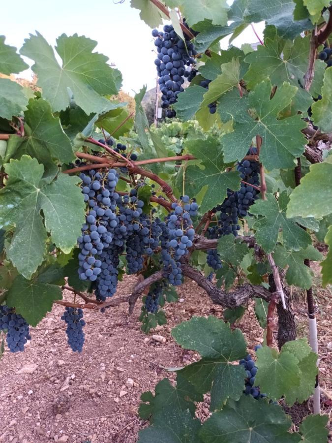 Prázdninový dům οίνου γη ιθάκη - Winelandithaca
