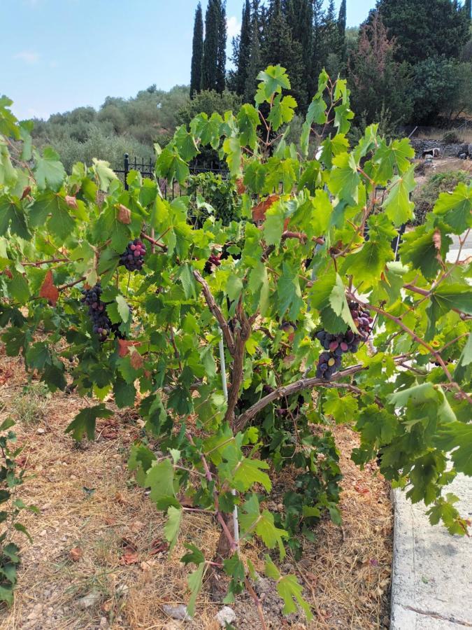 οίνου γη ιθάκη - Winelandithaca Prázdninový dům *