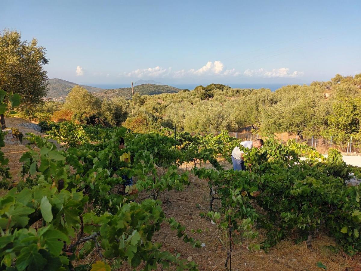 οίνου γη ιθάκη - Winelandithaca
